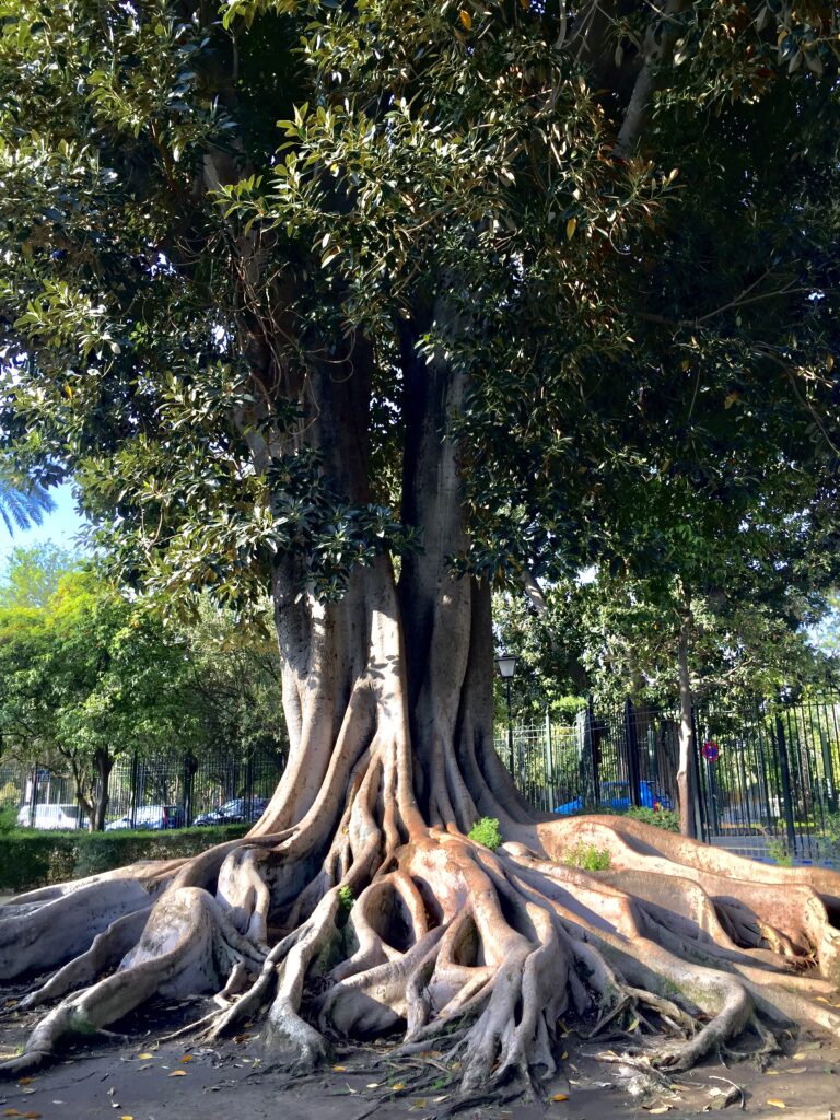 Parque Maria Luise 