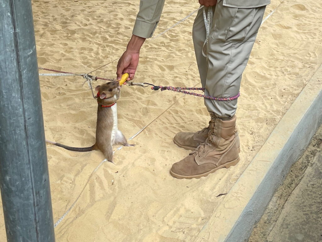 APOPO-Trainer mit HeroRAT in Siem Reap