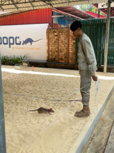 APOPO-Trainer demonstriert mit einer HeroRAT die Suche nach Landminen in Siem Reap