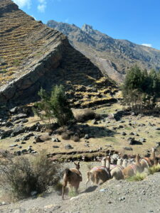 Lamas auf dem Weg nach Palcoyo