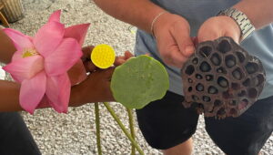 Lotusblüte sowie frischer und getrockneter Fruchtstand auf der Lotus Silk Farm in Siem Reap