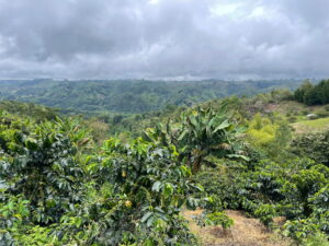 Kaffeepflanzen auf der Finca Entrebosques in der grünen Landschaft bei Salento