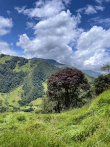 Grüne Berglandschaft mit Wachspalmen im Cocora-Tal bei Salento
