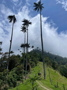 Wanderweg zwischen hohen Wachspalmen im Cocora Valley bei Salento